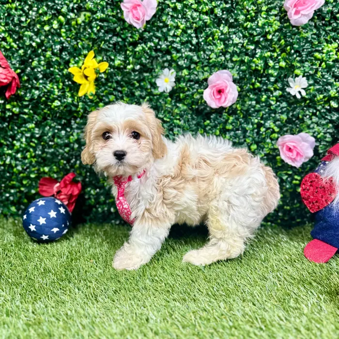 Female Cavachon puppy named Keila for sale at Puppy Dreams - Round Rock.