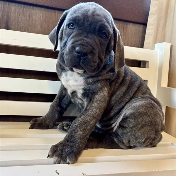 Female Cane Corso puppy named Bimba for sale at Puppy Dreams - Round Rock.