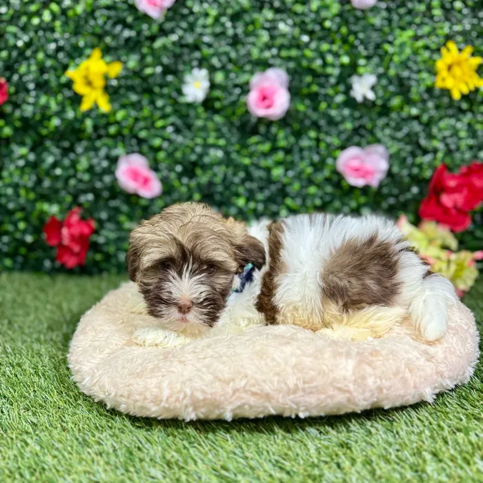 Male Havanese puppy named Shark for sale at Puppy Dreams - Round Rock.