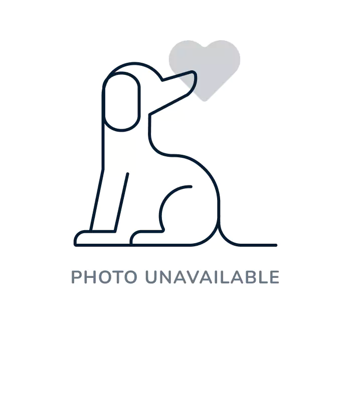 Female Maltipoo puppy named Paris for sale at Puppy Dreams - Round Rock.