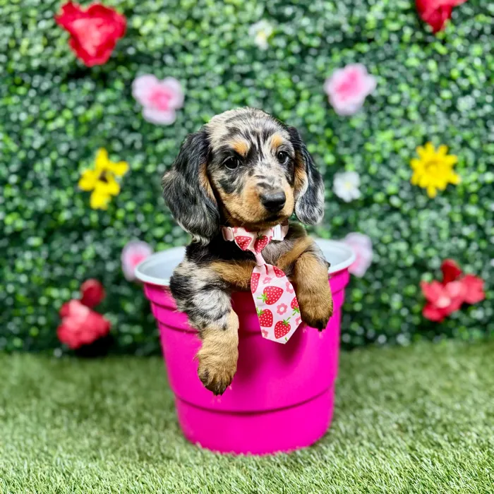 Female Dachshund puppy named Hazel for sale at Puppy Dreams - Round Rock.