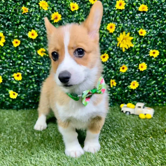 Female Pembroke Welsh Corgi puppy named Cookie for sale at Puppy Dreams - Round Rock.