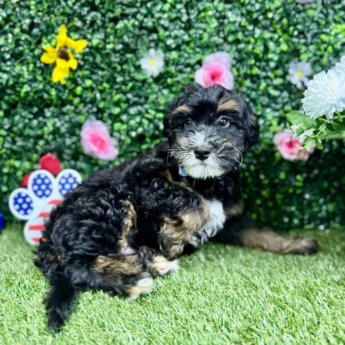 Male Bernedoodle puppy named Coco for sale at Puppy Dreams - Round Rock.