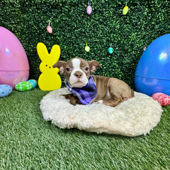 Female Boston Terrier puppy named Mabel for sale at Puppy Dreams - Round Rock.
