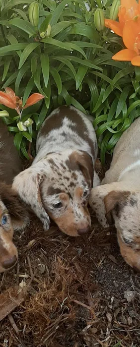 Female Dachshund puppy named Chip for sale at Puppy Dreams - Round Rock.