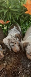 Female Dachshund puppy named Chip for sale at Puppy Dreams - Round Rock.