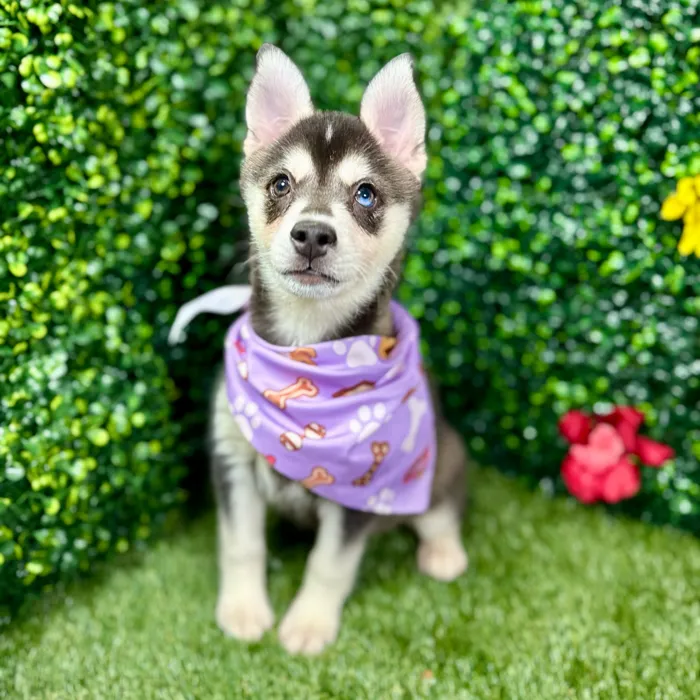 Female Alaskan Klee Kai puppy named Harley for sale at Puppy Dreams - Round Rock.