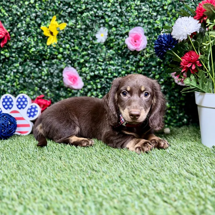 Male Dachshund puppy named Chulo for sale at Puppy Dreams - Round Rock.