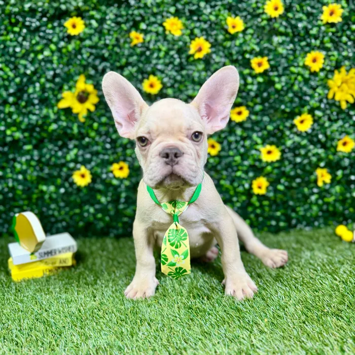 Male French Bulldog puppy named Rocco for sale at Puppy Dreams - Round Rock.