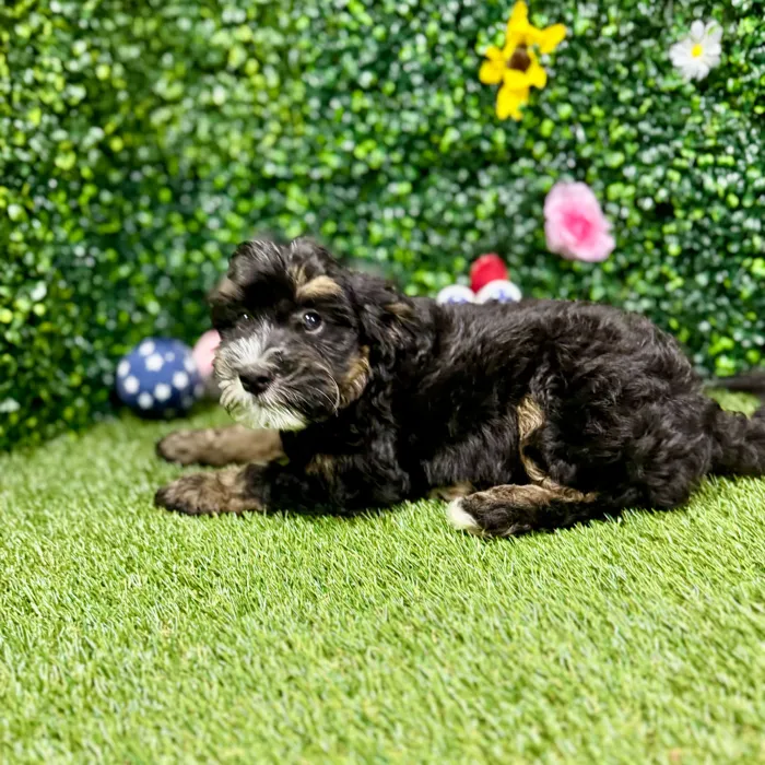 Male Bernedoodle puppy named Coco for sale at Puppy Dreams - Round Rock.