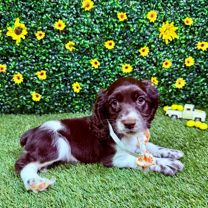 Male Cocker Spaniel puppy named Doe for sale at Puppy Dreams - Round Rock.
