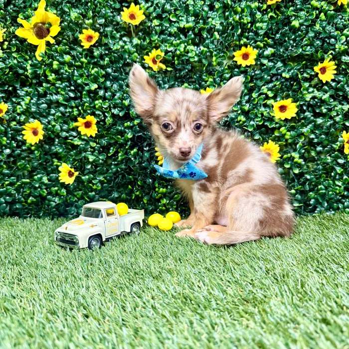 Male Chihuahua puppy named Frappe for sale at Puppy Dreams - Round Rock.