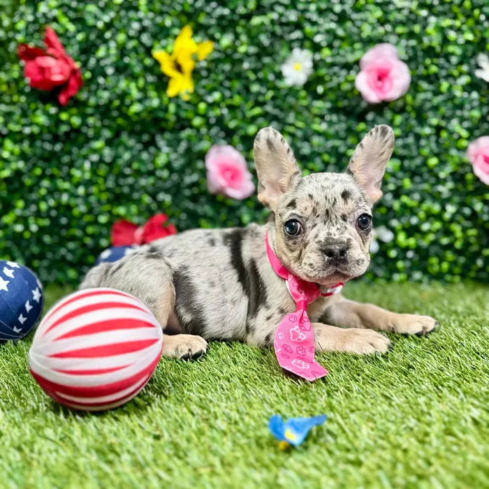 Female French Bulldog puppy named Hollie for sale at Puppy Dreams - Round Rock.