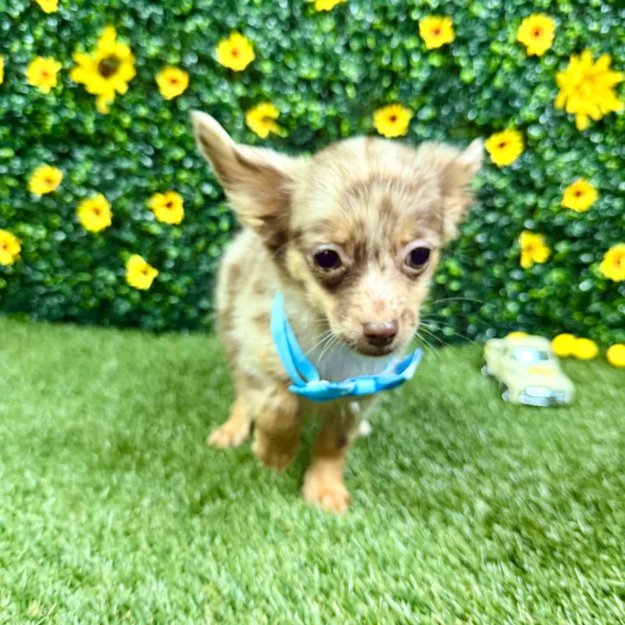 Male Chihuahua puppy named Frappe for sale at Puppy Dreams - Round Rock.