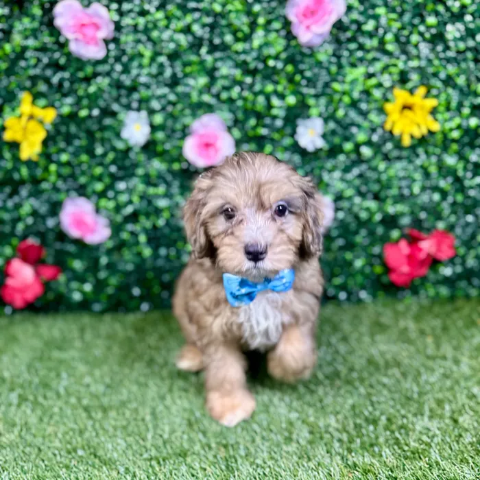 Male Havapoo puppy named Astro for sale at Puppy Dreams - Round Rock.