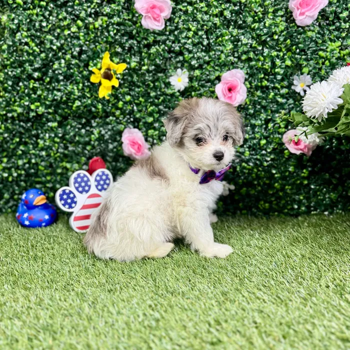 Female Pom-A-Poo puppy named Poppy for sale at Puppy Dreams - Round Rock.