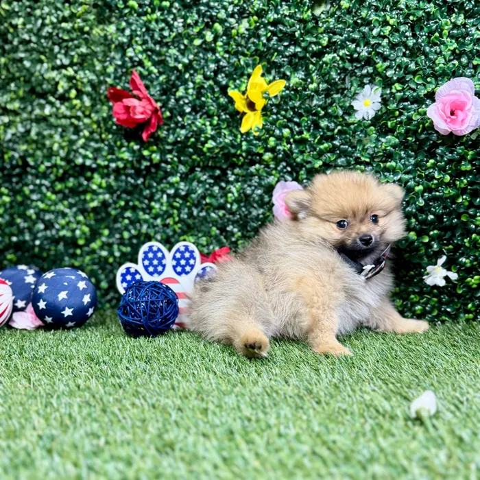 Male Pomeranian puppy named Otis for sale at Puppy Dreams - Round Rock.