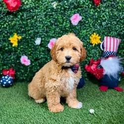 Male Cockapoo puppy named Waffles for sale at Puppy Dreams - Round Rock.