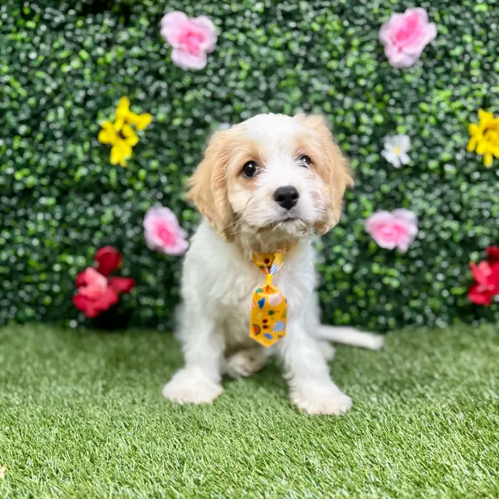 Male Cavachon puppy named Ace for sale at Puppy Dreams - Round Rock.