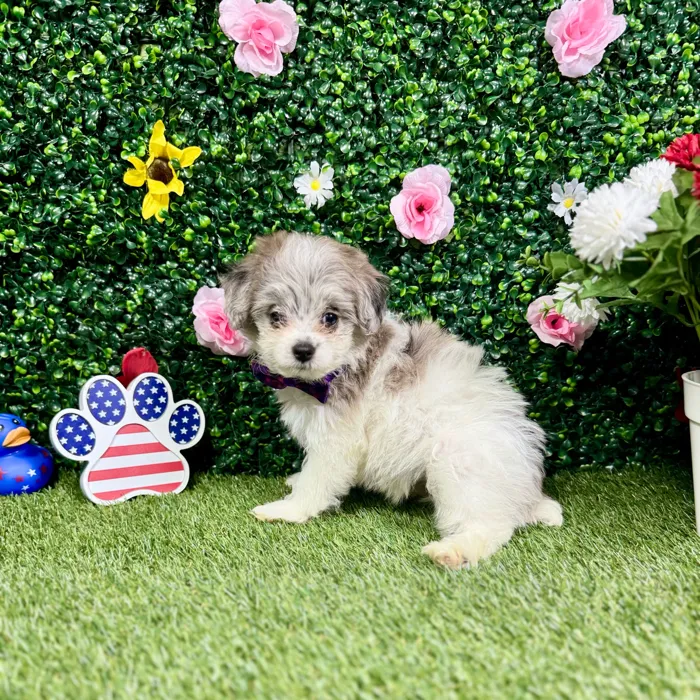 Female Pom-A-Poo puppy named Poppy for sale at Puppy Dreams - Round Rock.