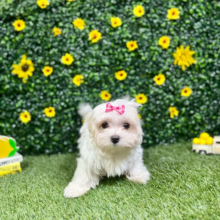 Female Maltese puppy named Opal for sale at Puppy Dreams - Round Rock.