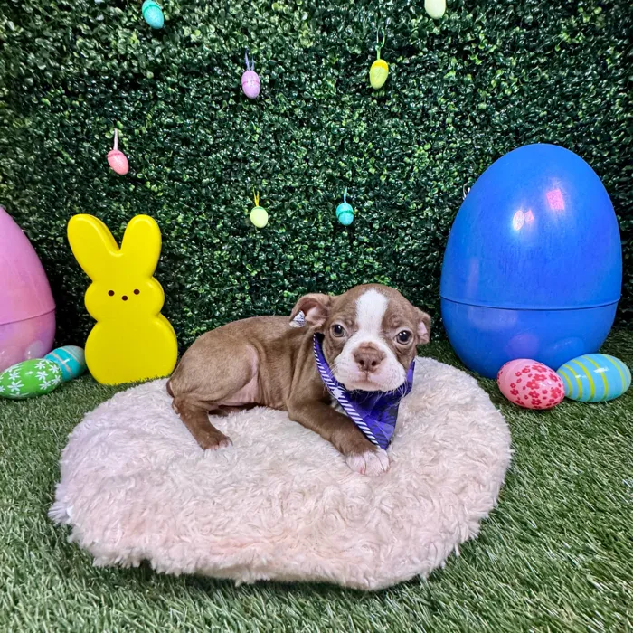 Female Boston Terrier puppy named Mabel for sale at Puppy Dreams - Round Rock.