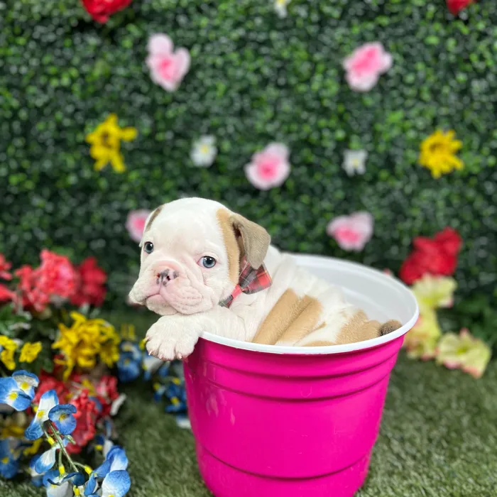 Female English Bulldog puppy named Stunna for sale at Puppy Dreams - Round Rock.