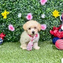 Female Maltipoo puppy named Paris for sale at Puppy Dreams - Round Rock.