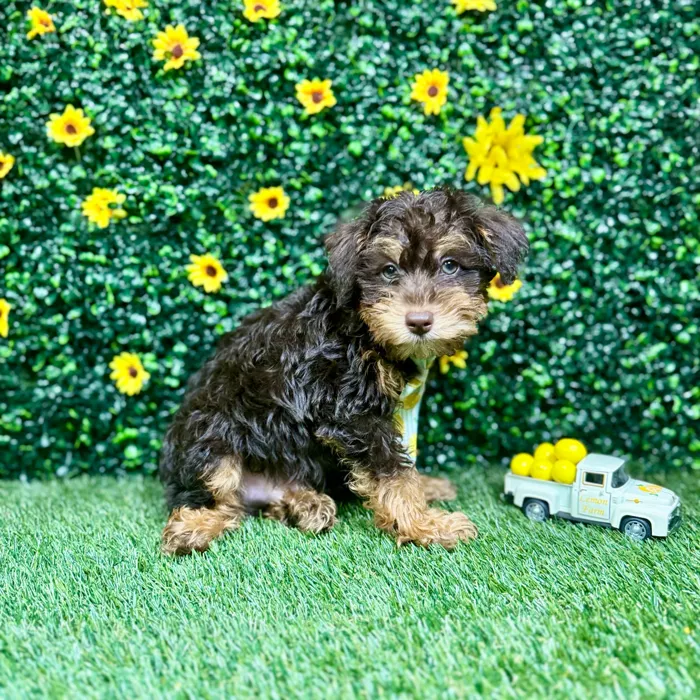 Male Schnoodle puppy named Lester for sale at Puppy Dreams - Round Rock.