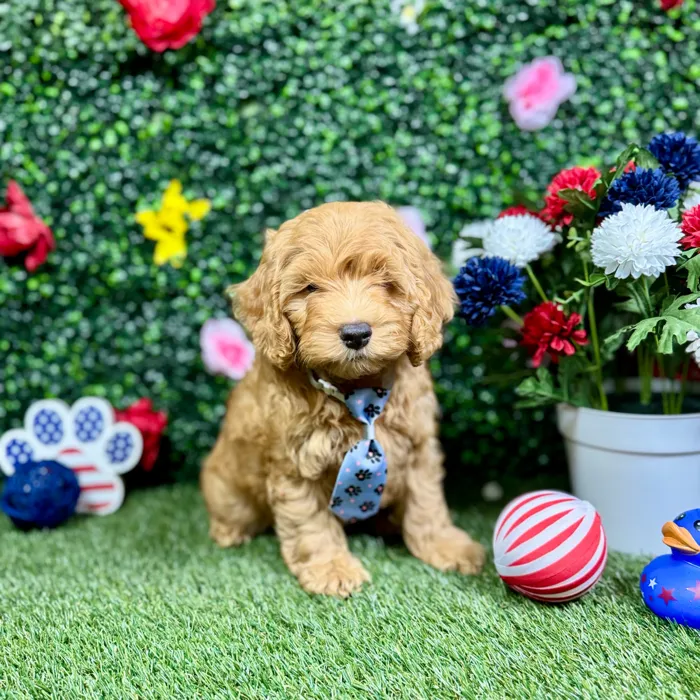 Male Cockapoo puppy named Churro for sale at Puppy Dreams - Round Rock.