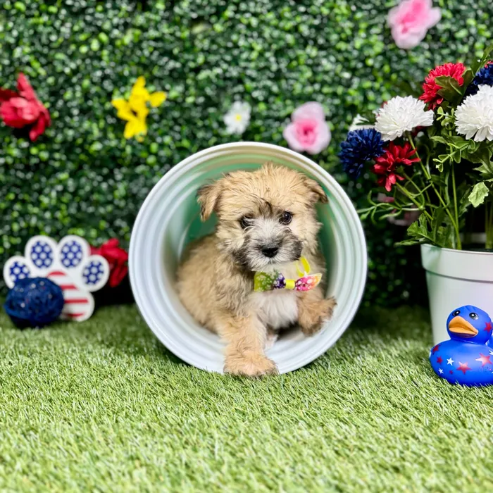 Male Yochon puppy named Dash for sale at Puppy Dreams - Round Rock.