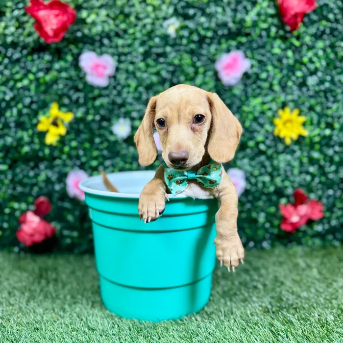 Male Dachshund puppy named Pudding for sale at Puppy Dreams - Round Rock.