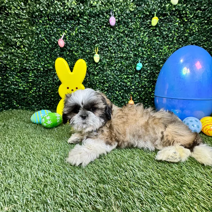 Male Shih Tzu puppy named Chewy for sale at Puppy Dreams - Round Rock.
