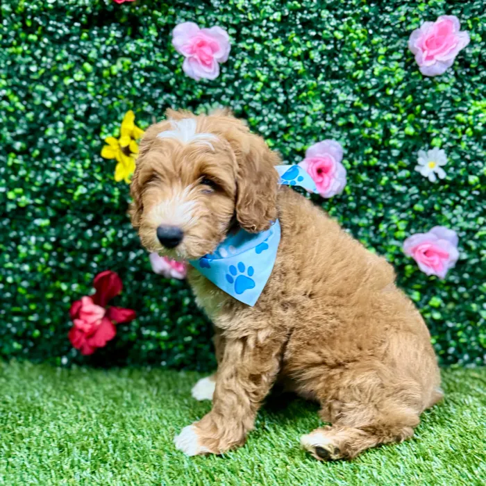 Male Mini Goldendoodle puppy named Rex for sale at Puppy Dreams - Round Rock.