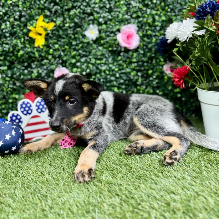 Female Australian Cattle puppy named Harper for sale at Puppy Dreams - Round Rock.