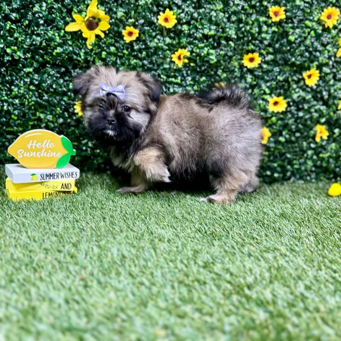 Female Shih Tzu-Pom puppy named Ash for sale at Puppy Dreams - Round Rock.