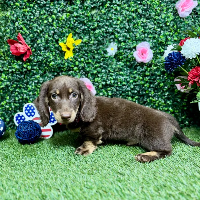 Male Dachshund puppy named Chulo for sale at Puppy Dreams - Round Rock.