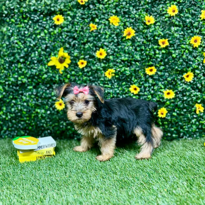 Female Yorkie puppy named Millie for sale at Puppy Dreams - Round Rock.