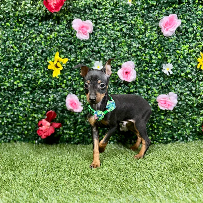Male Min Pin puppy named Otto for sale at Puppy Dreams - Round Rock.