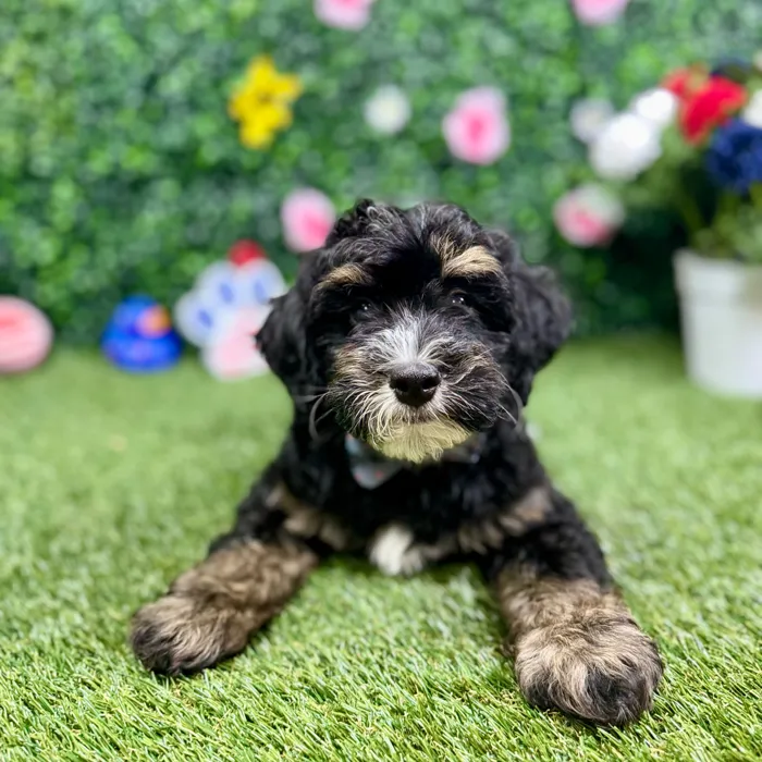 Male Bernedoodle puppy named Coco for sale at Puppy Dreams - Round Rock.