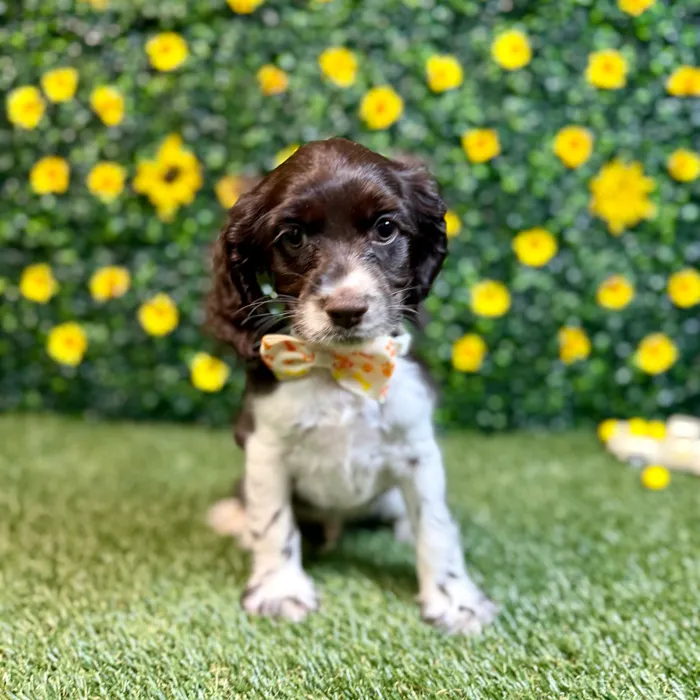 Male Cocker Spaniel puppy named Doe for sale at Puppy Dreams - Round Rock.
