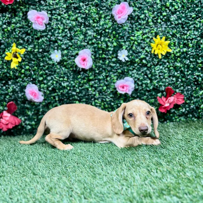 Male Dachshund puppy named Pudding for sale at Puppy Dreams - Round Rock.