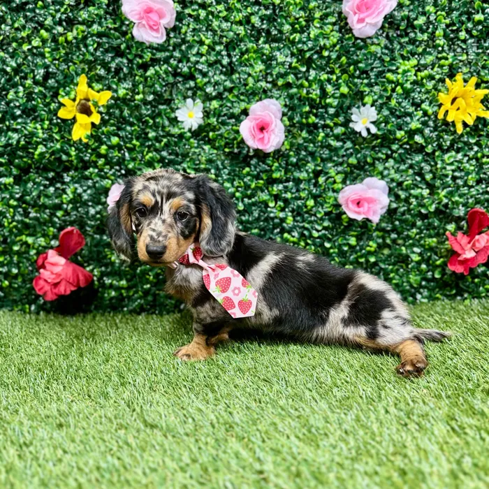 Female Dachshund puppy named Hazel for sale at Puppy Dreams - Round Rock.