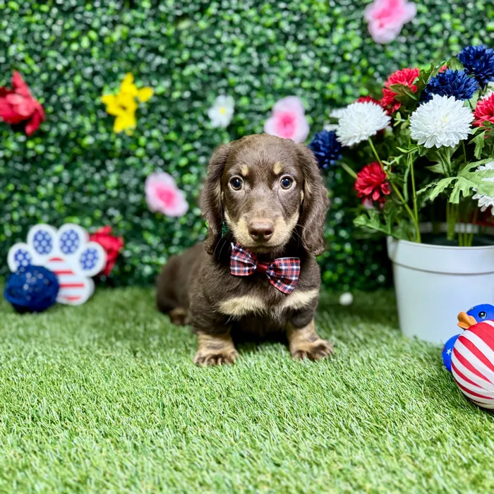 Male Dachshund puppy named Chulo for sale at Puppy Dreams - Round Rock.