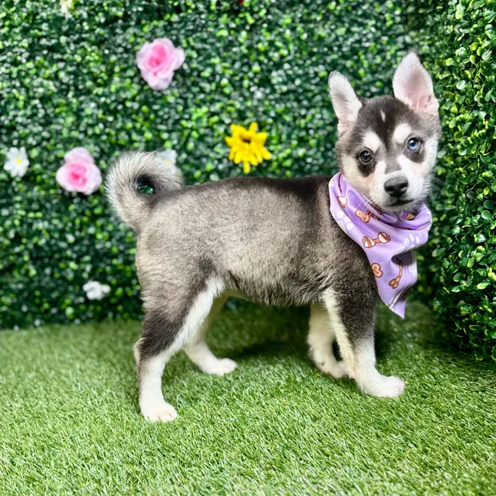 Female Alaskan Klee Kai puppy named Harley for sale at Puppy Dreams - Round Rock.