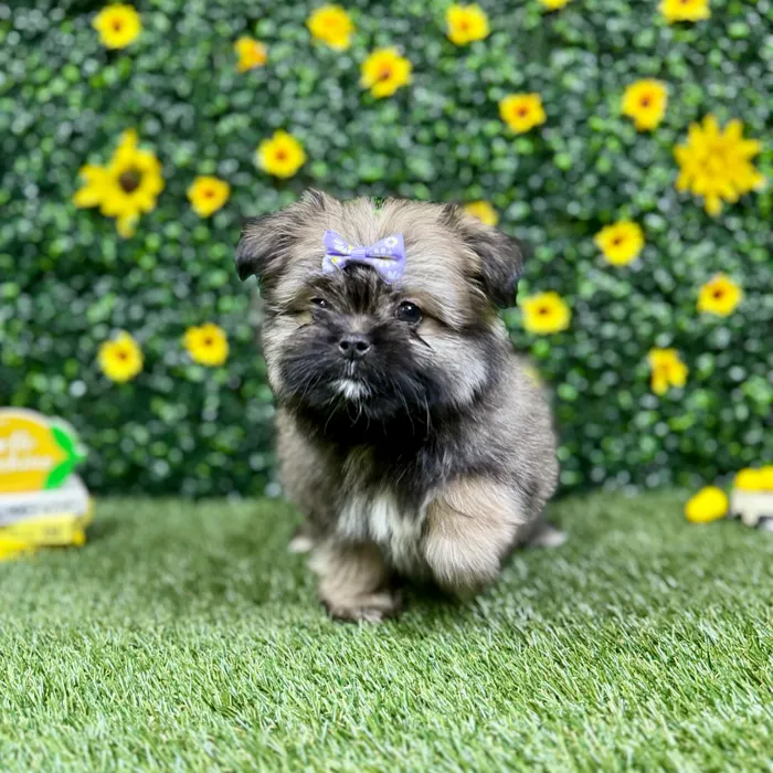 Female Shih Tzu-Pom puppy named Ash for sale at Puppy Dreams - Round Rock.