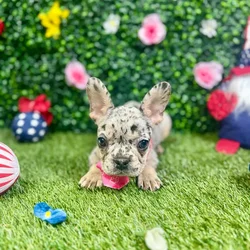Female French Bulldog puppy named Hollie for sale at Puppy Dreams - Round Rock.