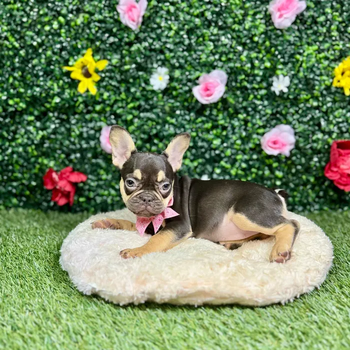 Female French Bulldog puppy named Nina for sale at Puppy Dreams - Round Rock.