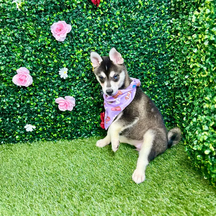 Female Alaskan Klee Kai puppy named Harley for sale at Puppy Dreams - Round Rock.