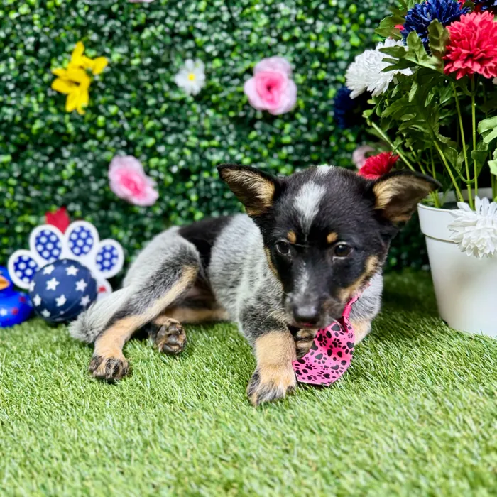 Female Australian Cattle puppy named Harper for sale at Puppy Dreams - Round Rock.